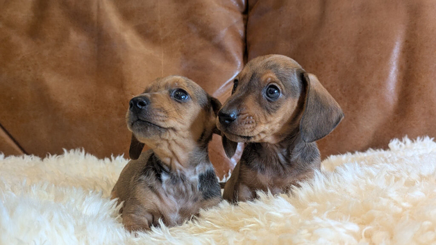 4 miniature dachshund puppies