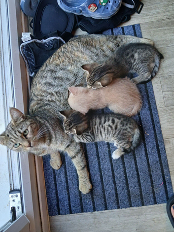 Beautiful Tabby kittens for sale