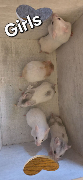 Baby Syrian Hamsters