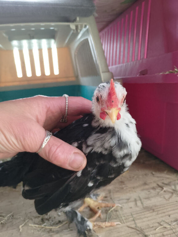 Serama cockerel 3 months old