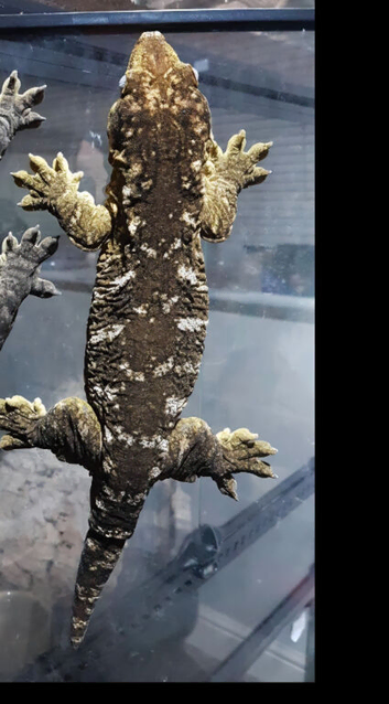 3 year old leachie female (nu ana) well handled and rtb