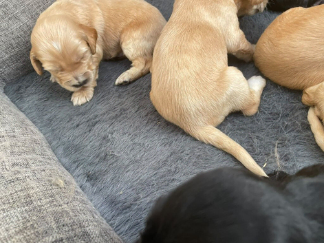 Cockerdor puppy's!