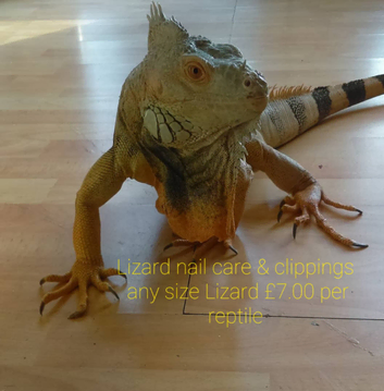 2nd chance reptile rescue/Leicestershire