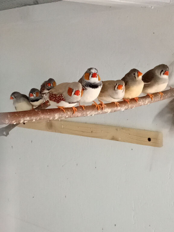 Zebra finches mixed read description