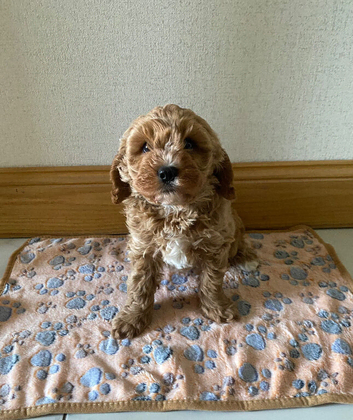 F1 Cavapoo Ready Now