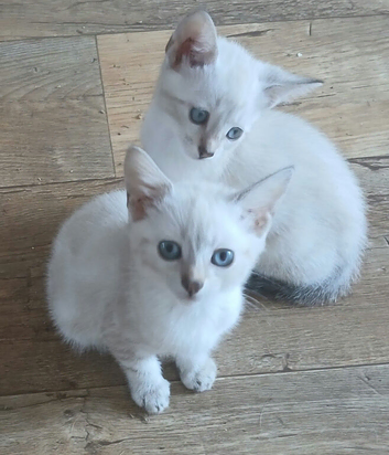 4 lovely bengal kittens 3 boys 1 girl