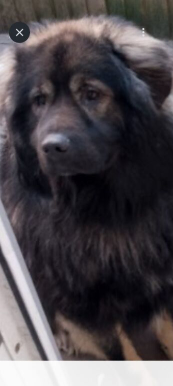 Male Caucasian shepherd