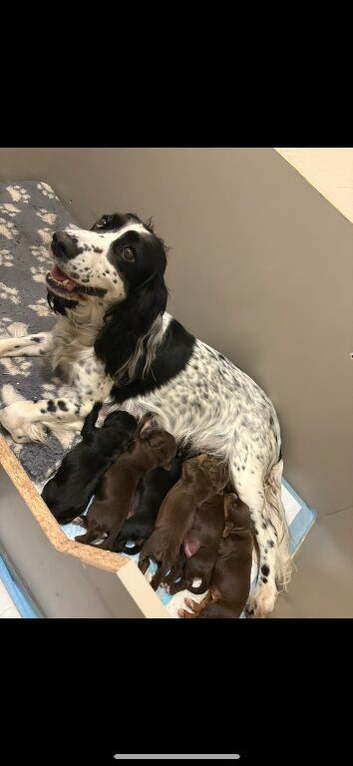 beautiful cocker puppies