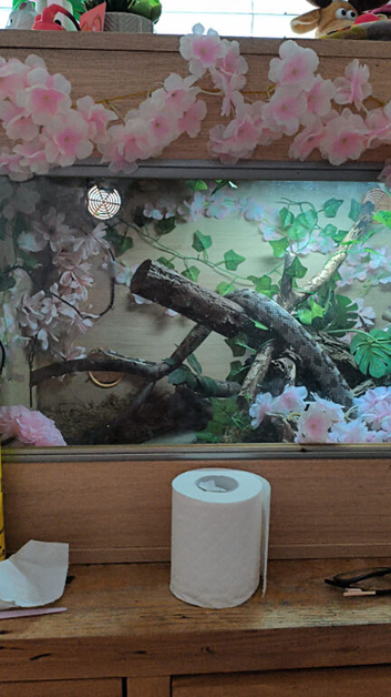 URGENT home for an anery morph corn snake with her viv