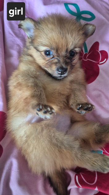 Fox face pomeranian puppys