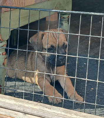 Stunning pure bred border terrier pup remaining