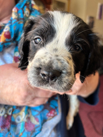 Male cocker spaniel puppy