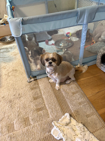 Shih Tzu puppies for sale
