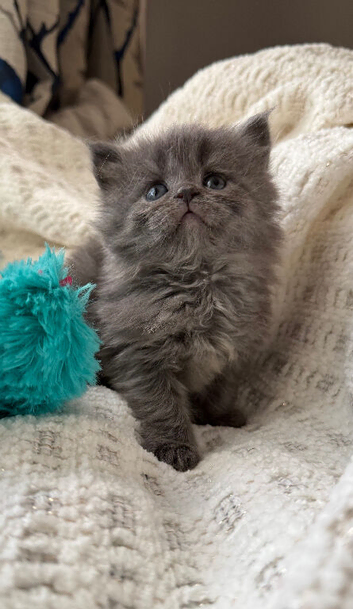 Beautiful Maine Coon /Scottish fold/point mix kittens ready on the  10th of May We have 5 adorable kittens looking for loving homes. They are a lovely