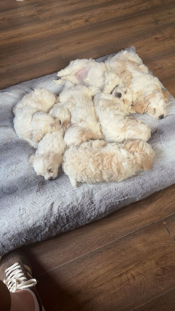 Cavachon pups for sale