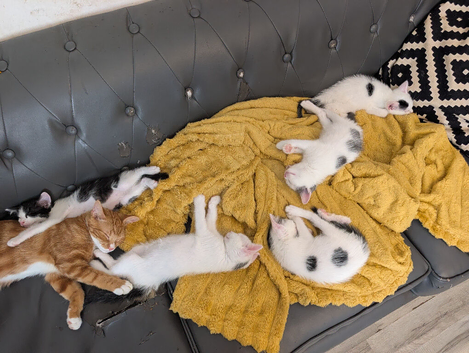 Kittens Ready to Leave