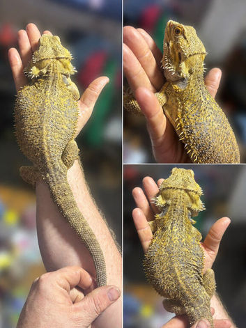 Adult citrus bearded dragon