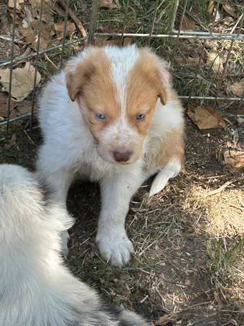Stunning Border Collie pups