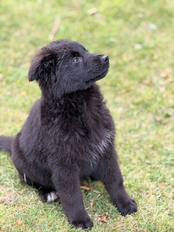 Hi, I have a black German Shepherd puppy