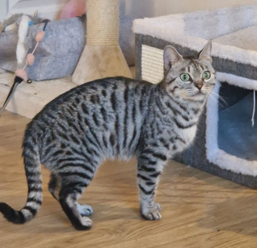 3 year old Bengal female