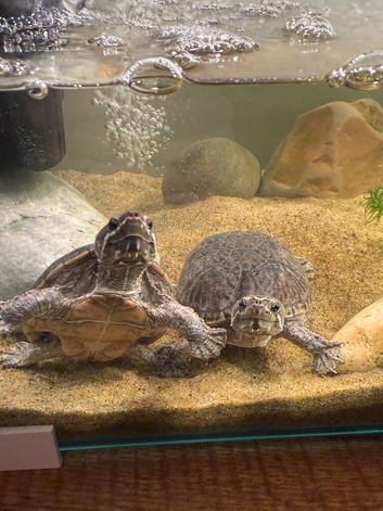 2 musk turtles looking for a new home