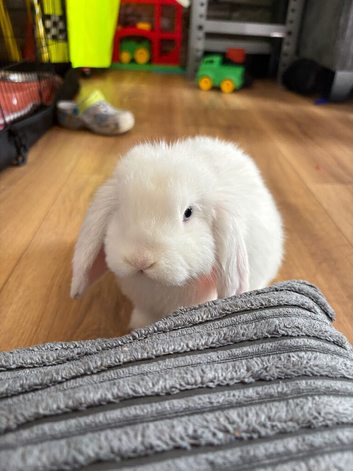 Bunny