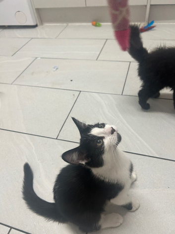 Boy kitten