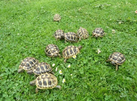 1 Year Old Hermanns Tortoises (T.H. Boettgeri)