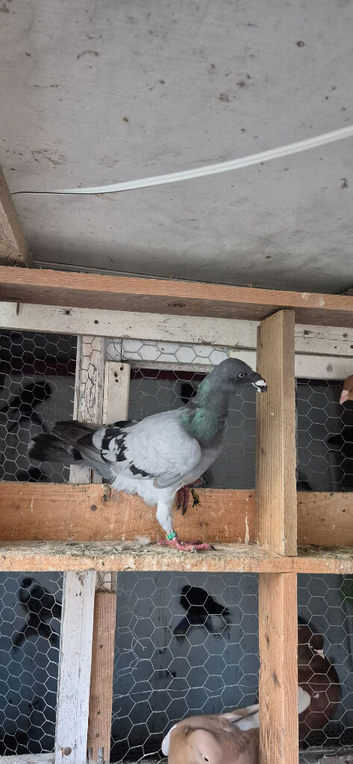 This birds for sale