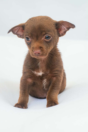Female Chihuahuas