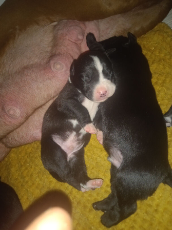 Pups ready now