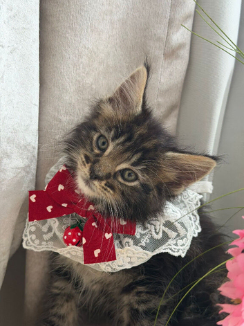 Maine coon kitten 1 brown girl left!!