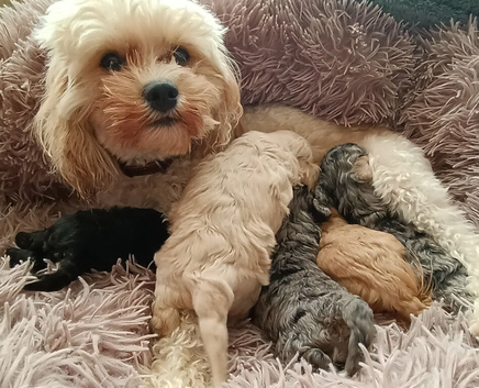 Rare Beautiful F1B cavapoo puppies