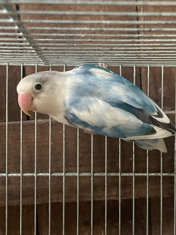 1 nice coloured lovebird