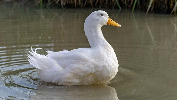 Male Young Pekin Ducks for Rehome