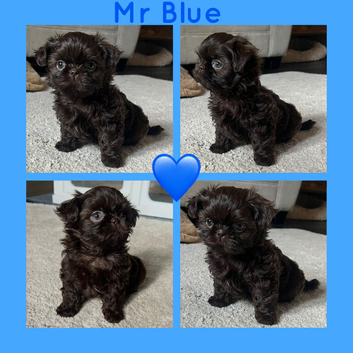 True chocolate imperial Shihtzu puppies