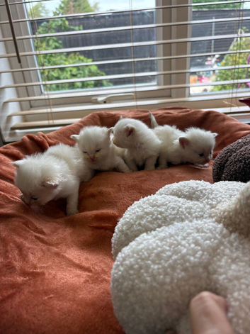 Flame point ragdoll kittens