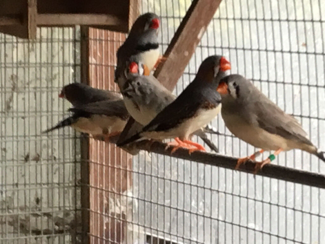 2026 Zebra finch pair for sale.