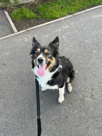 5 year old collie bitch