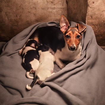 Minture jack russel