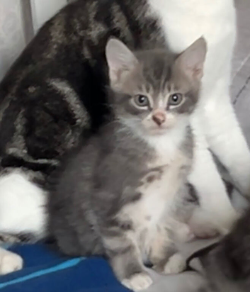 Fluffy blue kittens some tabby