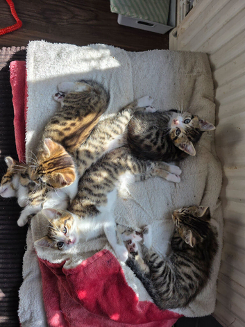 2 female kittens left for sale &pound;50 each.