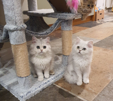 Beautiful Pedigree Chinchilla Persian Kittens.