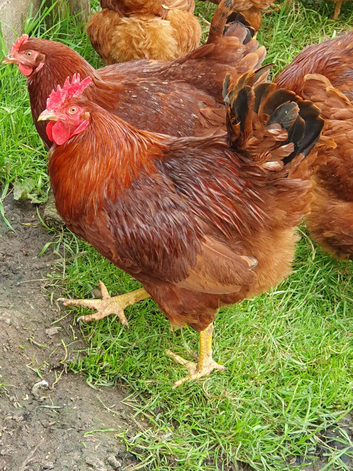 Stunning Rhode Island red Cockerell