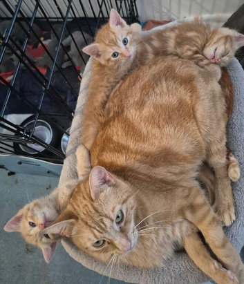 Ginger kittens