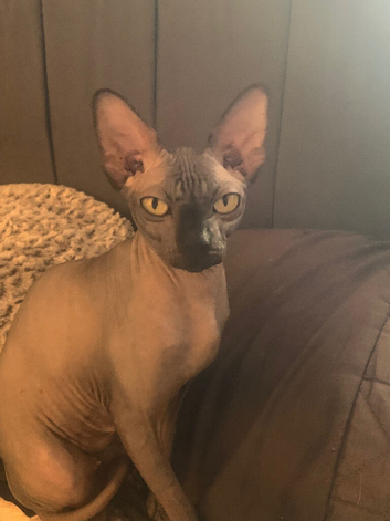Sphynx kittens