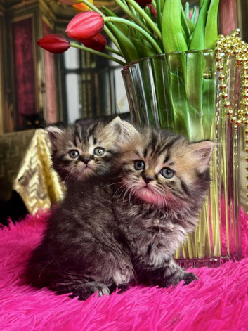 British longhair