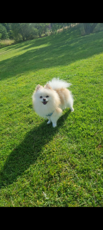 Stunning Pomeranian Boy for Stud