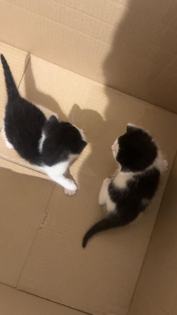 2 kittens for sale- ready 7th November