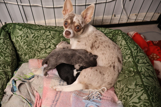 2x chihuahua x 1 bitch 1boy